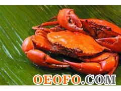 東港市黃海水產品批發市場利源海鮮批發商行 供應優質鮮活梭子蟹與飛蟹，物美價廉