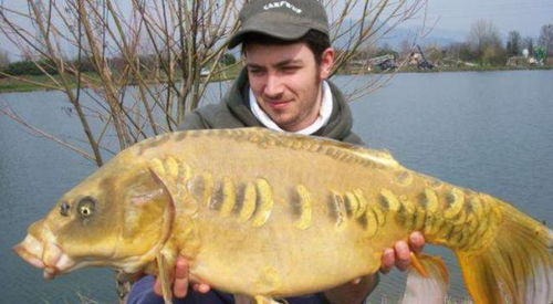 鴨子治魚 美國鯉魚泛濫的創(chuàng)新生態(tài)對(duì)策與水產(chǎn)市場影響