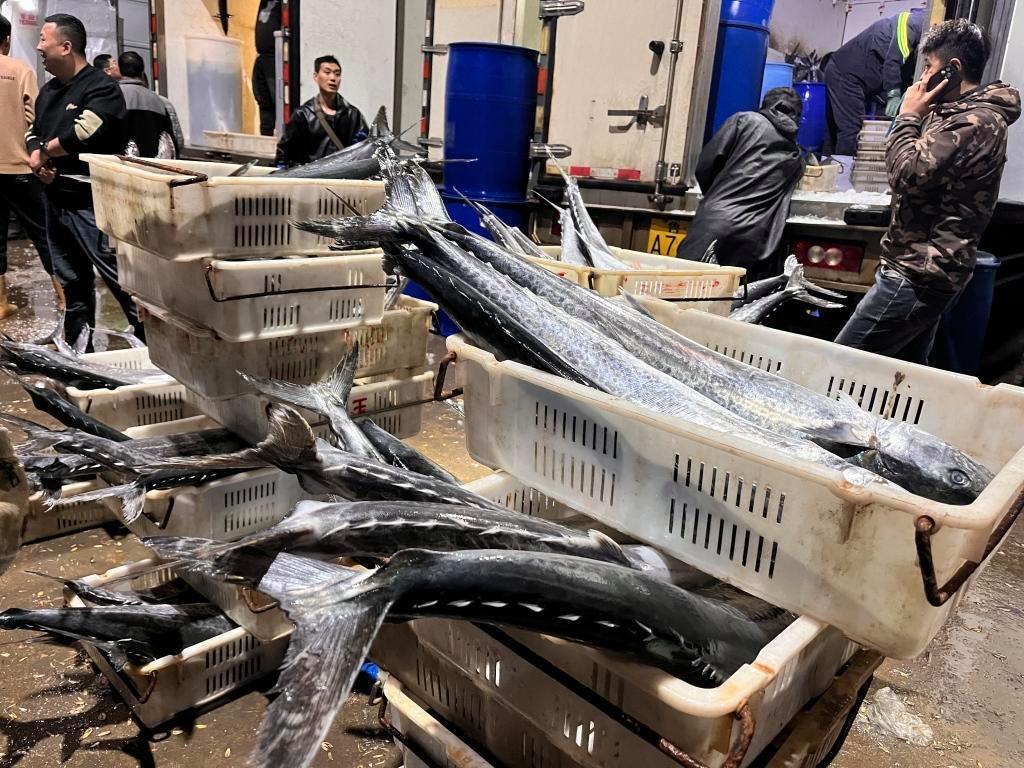 封海前最后一船海鮮抵達城陽水產批發市場，鲅魚仍唱主角