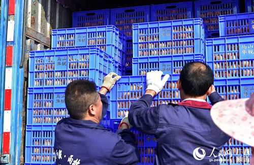 馬山縣 龍頭企業(yè)引領(lǐng)扶貧農(nóng)產(chǎn)品走向國內(nèi)外市場