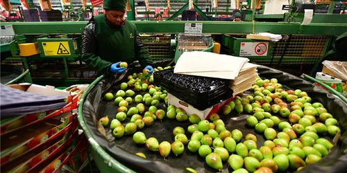 櫻桃對華出口嘗到甜頭，智利尋求多元化深化與中國合作