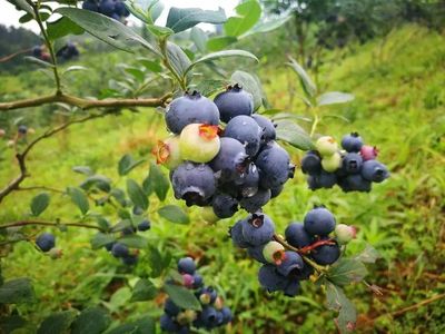 貴在公開促發(fā)展——貴州巧用展會打通農(nóng)產(chǎn)品銷路提升品牌影響力