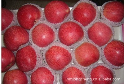 供應(yīng)嘎啦蘋果 品質(zhì)優(yōu)良，產(chǎn)地直供